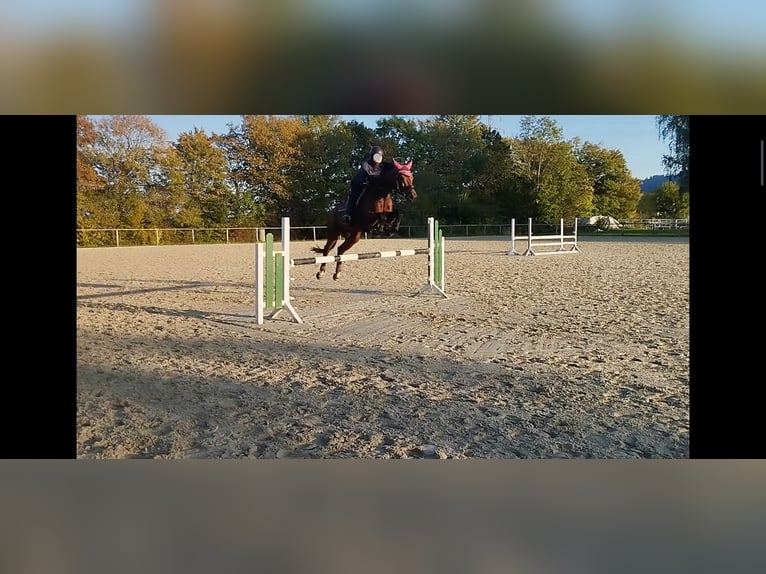 Hannoveraner Stute 15 Jahre 162 cm Brauner in Springe