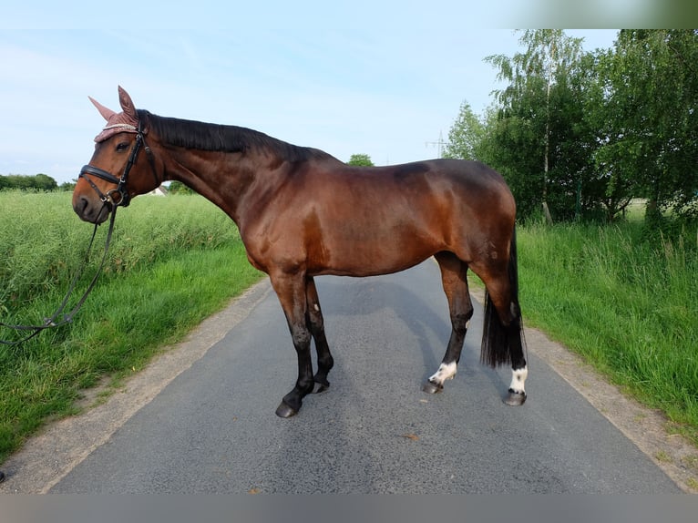 Hannoveraner Stute 15 Jahre 162 cm Brauner in Springe