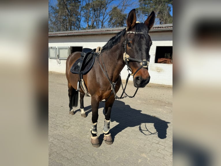 Hannoveraner Stute 15 Jahre 162 cm Brauner in Winsen (Aller)