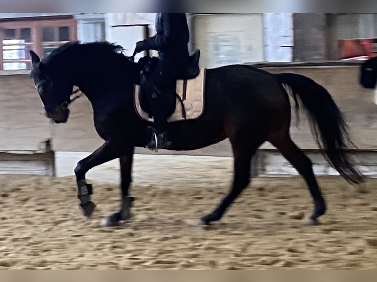 Hannoveraner Stute 15 Jahre 162 cm Dunkelbrauner in Roßdorf