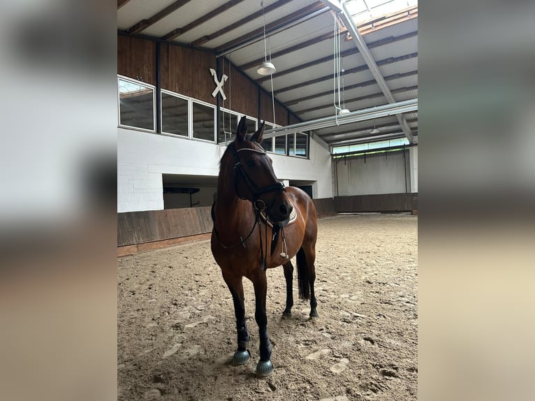 Hannoveraner Stute 15 Jahre 163 cm Brauner in Uetze