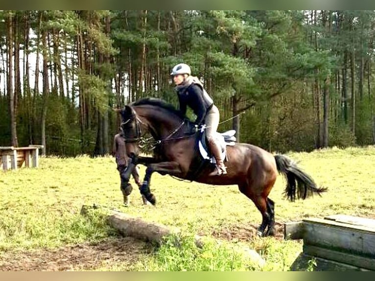 Hannoveraner Stute 15 Jahre 163 cm Brauner in Heiligenmoschel