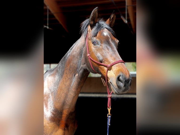 Hannoveraner Stute 15 Jahre 163 cm Brauner in Heiligenmoschel