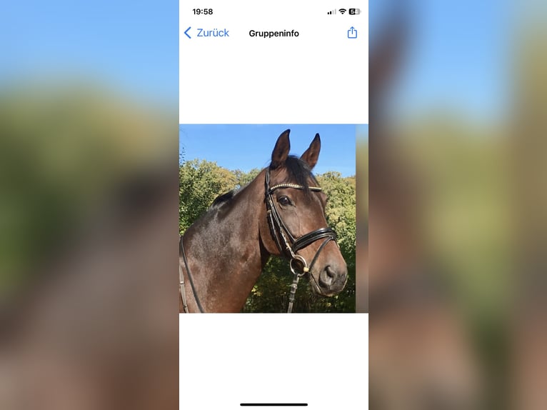 Hannoveraner Stute 15 Jahre 163 cm Brauner in Heiligenmoschel