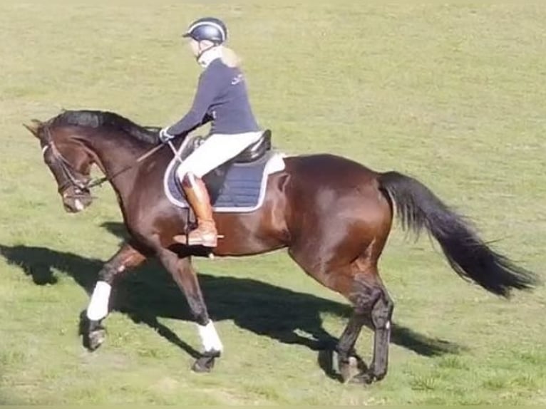 Hannoveraner Stute 15 Jahre 163 cm Brauner in Heiligenmoschel