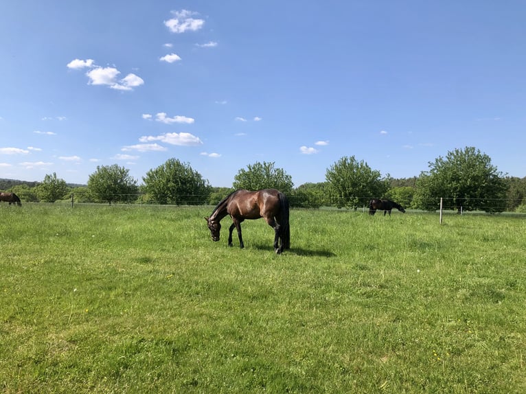 Hannoveraner Stute 15 Jahre 163 cm Brauner in Heiligenmoschel