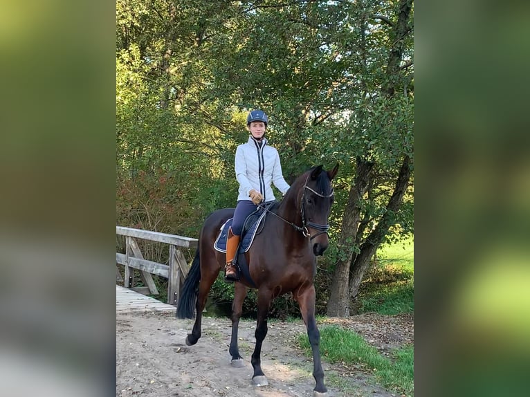 Hannoveraner Stute 15 Jahre 163 cm Brauner in Heiligenmoschel