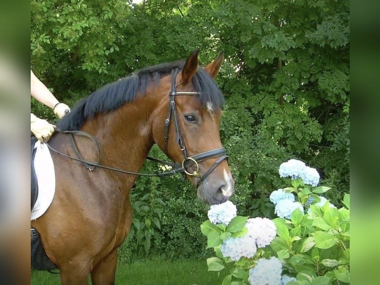 Hannoveraner Stute 15 Jahre 163 cm Dunkelbrauner in Heidenheim an der Brenz