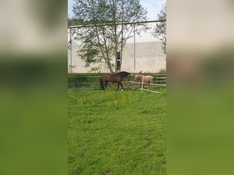 Hannoveraner Stute 15 Jahre 163 cm Dunkelbrauner in Heidenheim an der Brenz