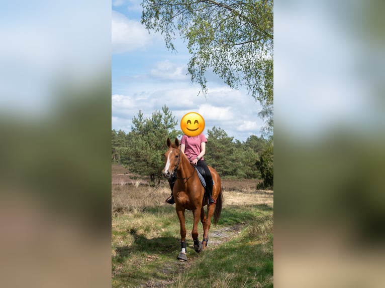 Hannoveraner Stute 15 Jahre 163 cm Fuchs in Wolfsburg