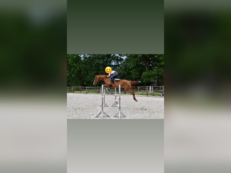 Hannoveraner Stute 15 Jahre 163 cm Fuchs in Wolfsburg