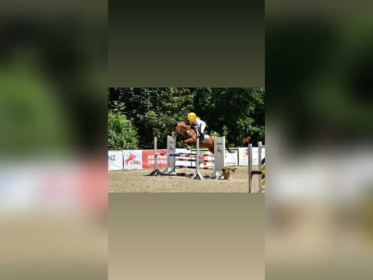 Hannoveraner Stute 15 Jahre 163 cm Fuchs in Wolfsburg