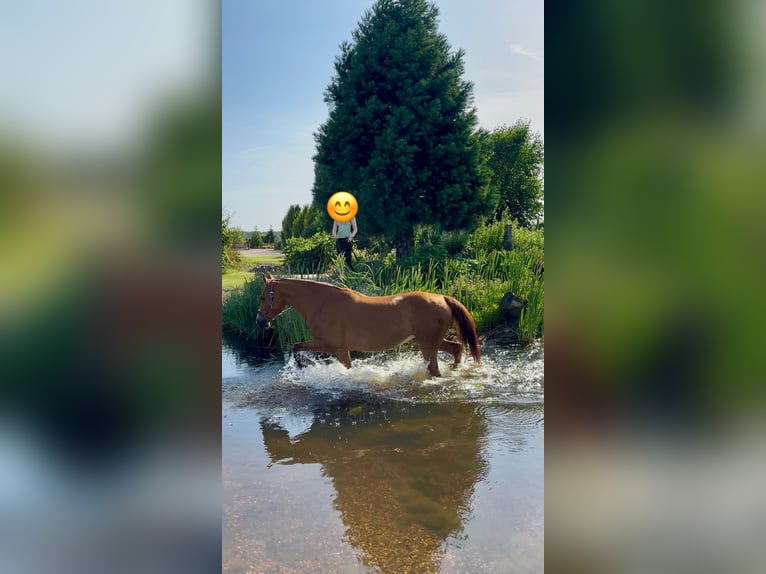 Hannoveraner Stute 15 Jahre 163 cm Fuchs in Wolfsburg