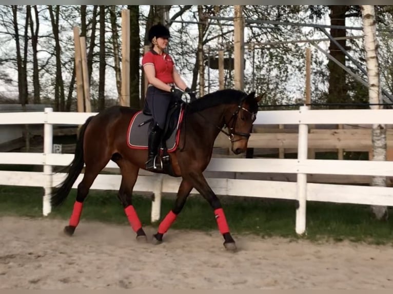 Hannoveraner Stute 15 Jahre 164 cm Brauner in Rhede