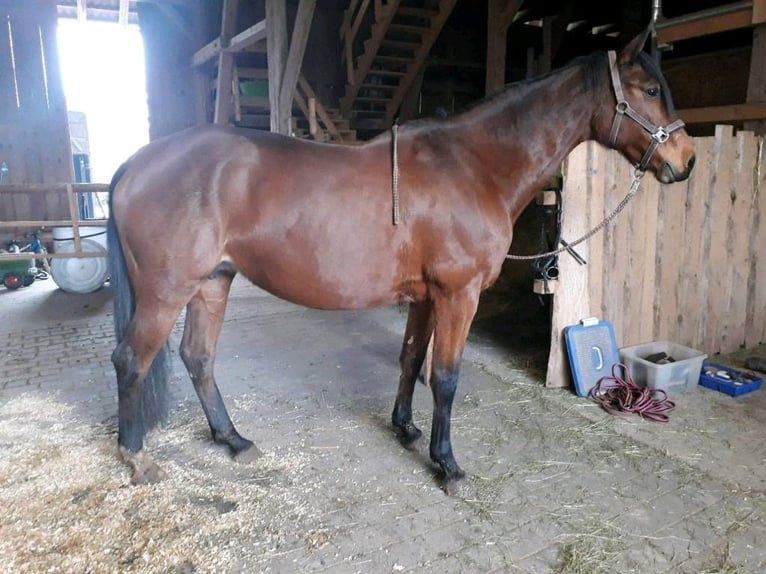 Hannoveraner Stute 15 Jahre 164 cm Brauner in Oberthulba