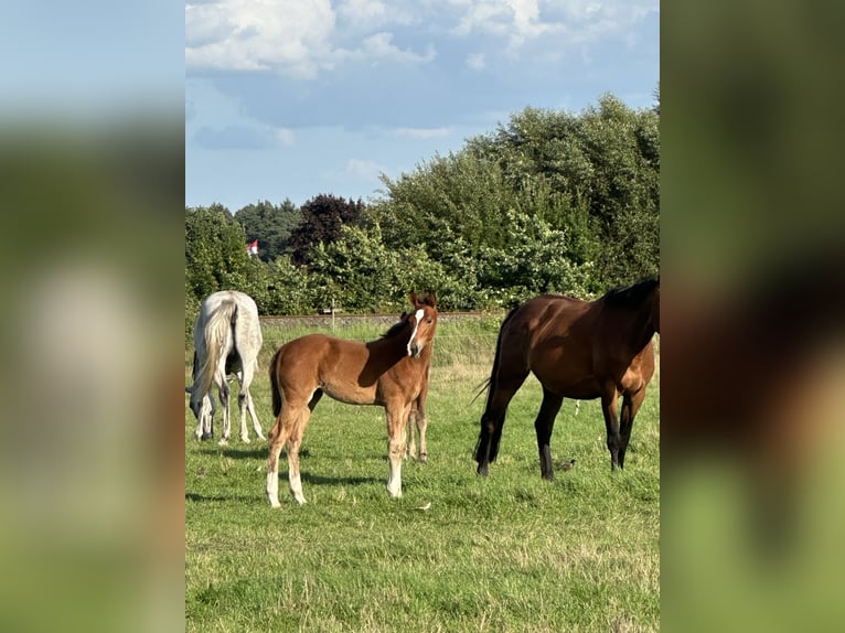 Hannoveraner Stute 15 Jahre 164 cm Brauner in Wahrenholz