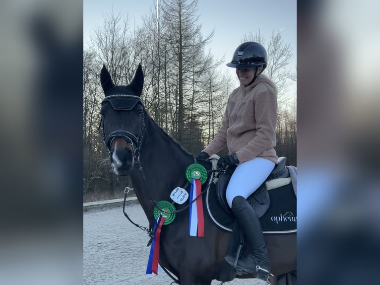 Hannoveraner Stute 15 Jahre 164 cm Dunkelbrauner in Husum