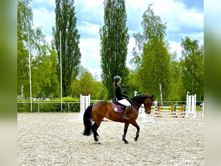 Hannoveraner Stute 15 Jahre 165 cm Brauner in Ansbach