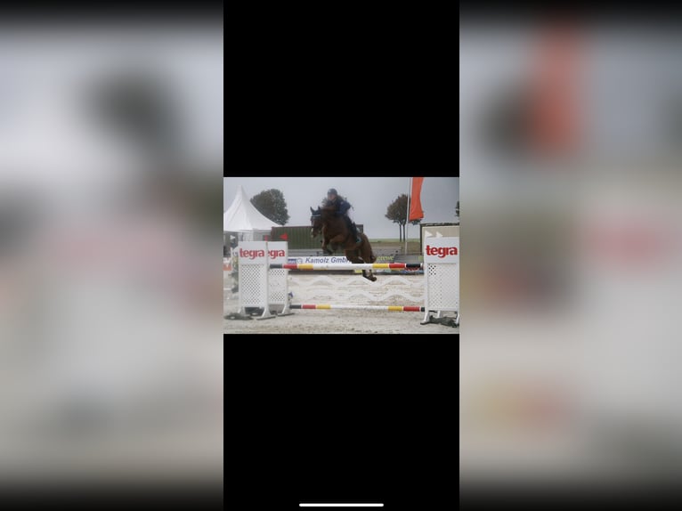 Hannoveraner Stute 15 Jahre 165 cm Fuchs in Harsum