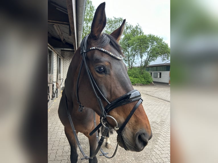 Hannoveraner Stute 15 Jahre 166 cm Brauner in Norderstedt