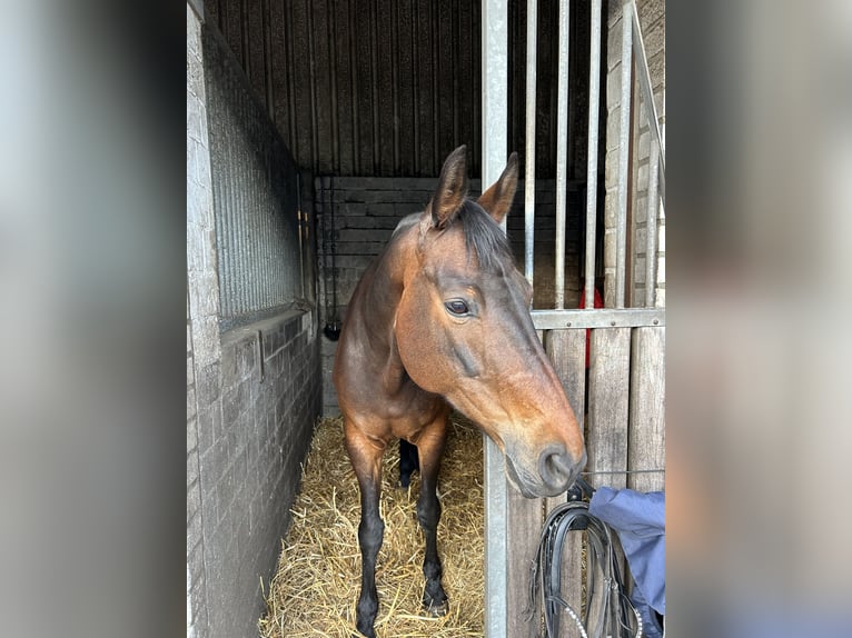Hannoveraner Stute 15 Jahre 166 cm Brauner in Norderstedt
