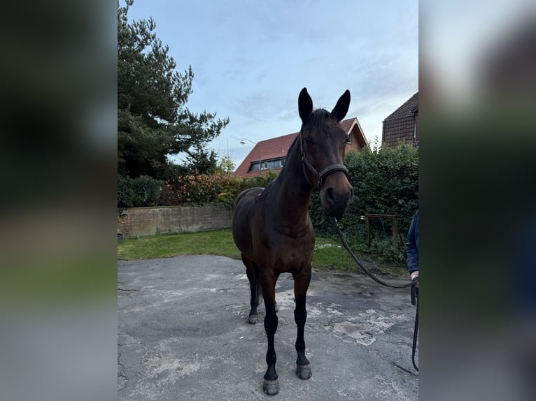 Hannoveraner Stute 15 Jahre 166 cm Dunkelbrauner in Langenhagen