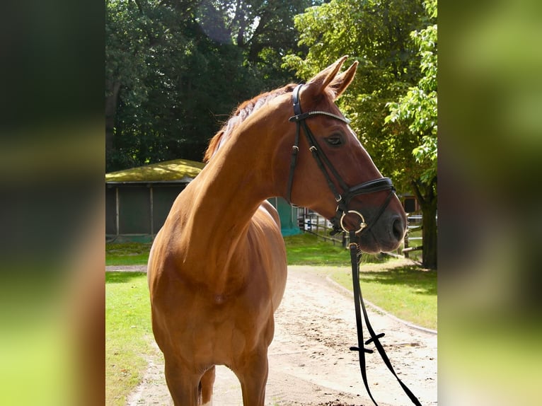 Hannoveraner Stute 15 Jahre 166 cm Dunkelfuchs in Kirchlinteln