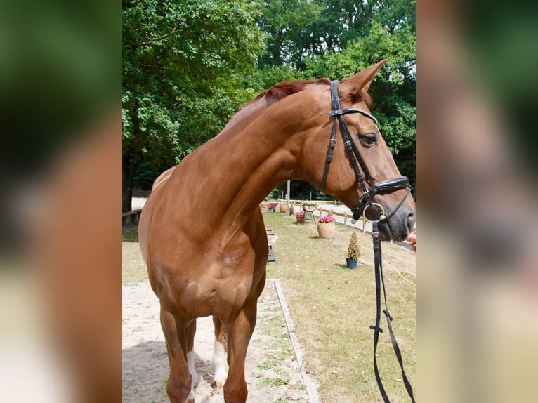 Hannoveraner Stute 15 Jahre 166 cm Dunkelfuchs in Kirchlinteln