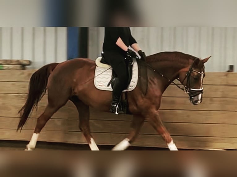 Hannoveraner Stute 15 Jahre 166 cm Dunkelfuchs in Recke