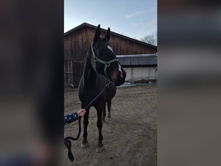 Hannoveraner Stute 15 Jahre 166 cm Schwarzbrauner in Groß Siegharts