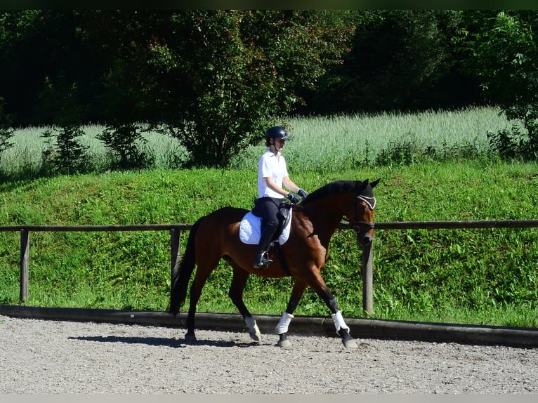 Hannoveraner Stute 15 Jahre 167 cm Brauner in Wellheim