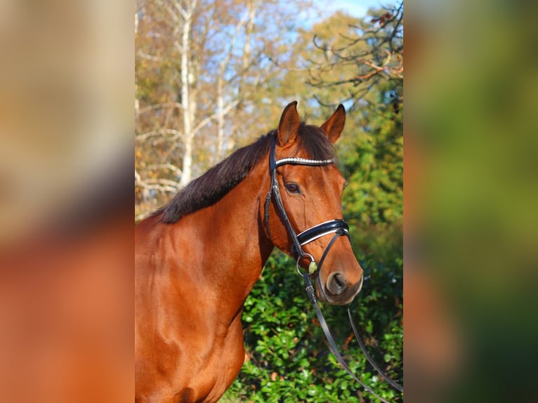 Hannoveraner Stute 15 Jahre 167 cm Brauner in Selsingen