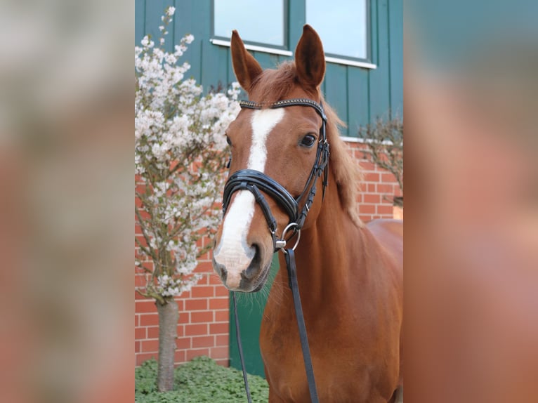 Hannoveraner Stute 15 Jahre 167 cm Fuchs in Braunschweig