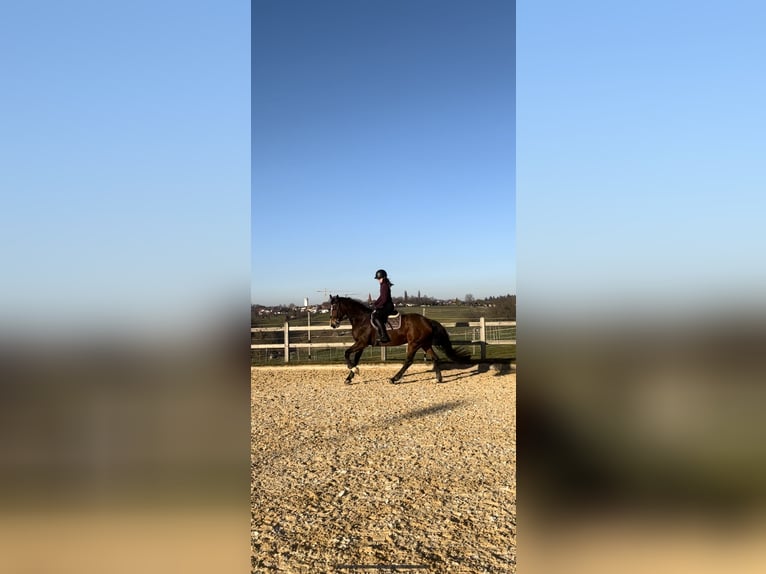 Hannoveraner Stute 15 Jahre 168 cm Brauner in Leonberg