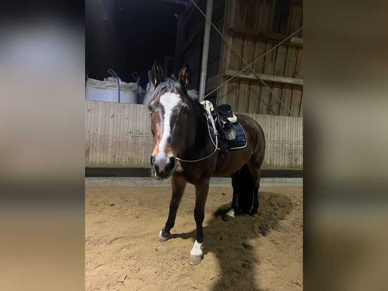 Hannoveraner Stute 15 Jahre 168 cm Brauner in Leonberg