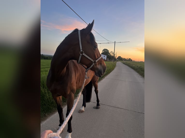 Hannoveraner Stute 15 Jahre 168 cm Brauner in Leonberg