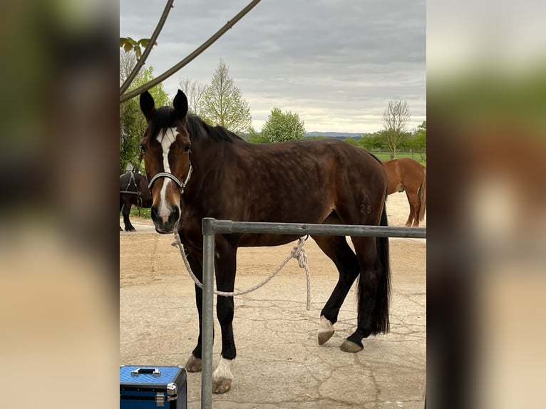 Hannoveraner Stute 15 Jahre 168 cm Brauner in Leonberg