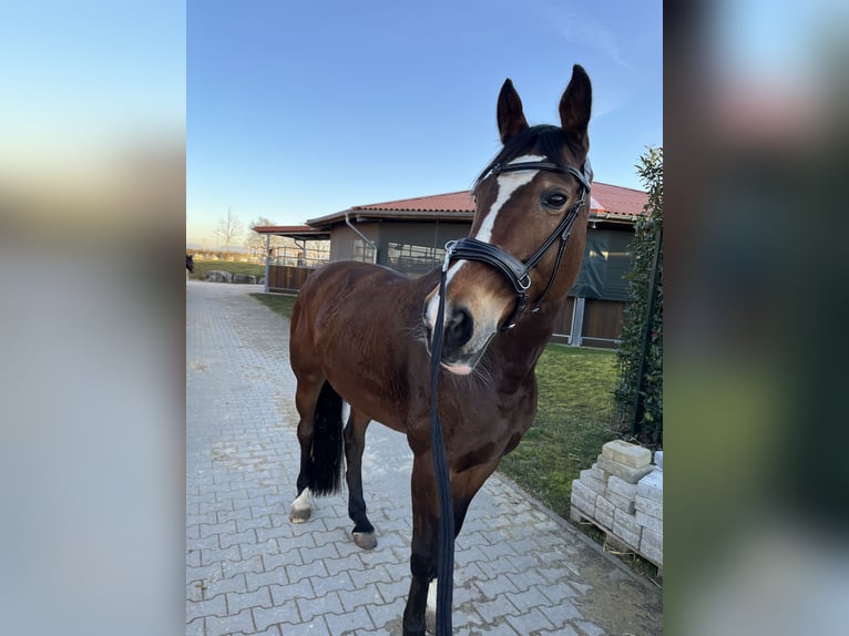 Hannoveraner Stute 15 Jahre 168 cm Brauner in Leonberg