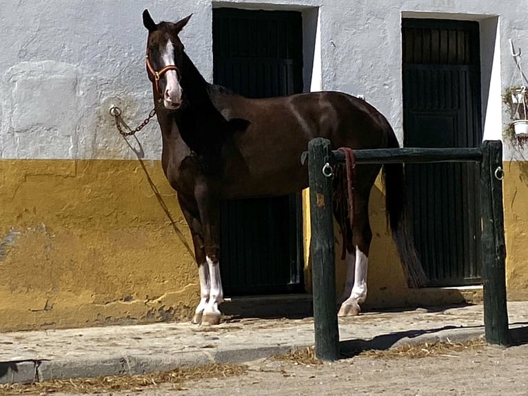 Hannoveraner Stute 15 Jahre 168 cm Dunkelfuchs in LA CAÑADA DE SAN URBANO