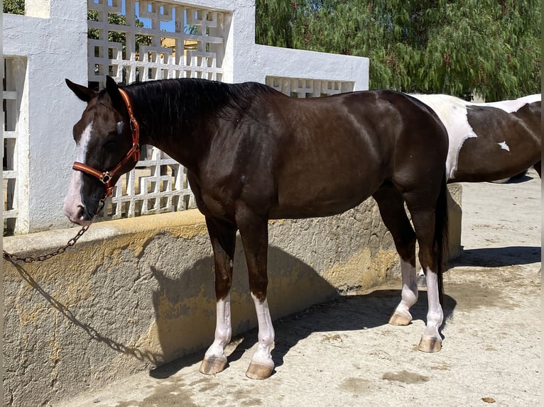 Hannoveraner Stute 15 Jahre 168 cm Dunkelfuchs in LA CAÑADA DE SAN URBANO