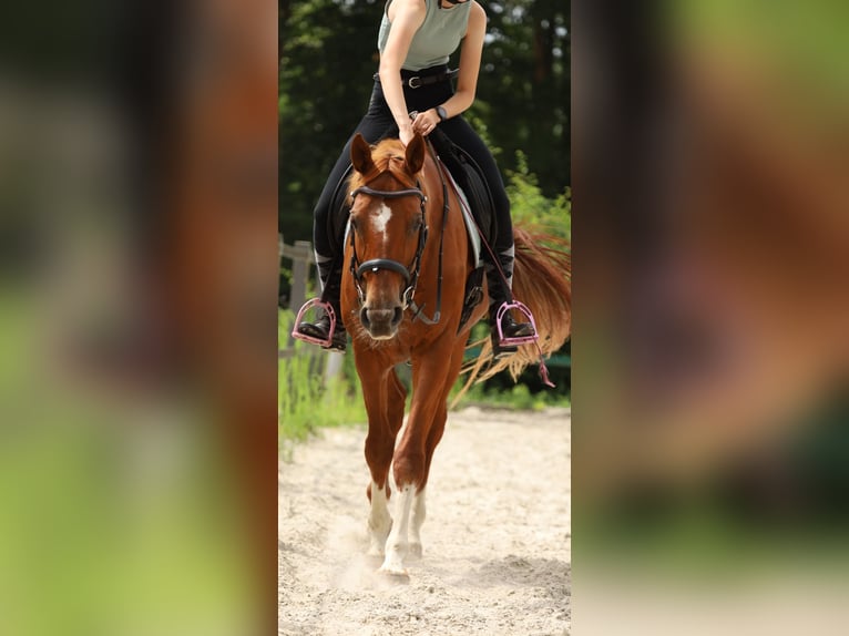 Hannoveraner Stute 15 Jahre 168 cm Fuchs in Rinteln