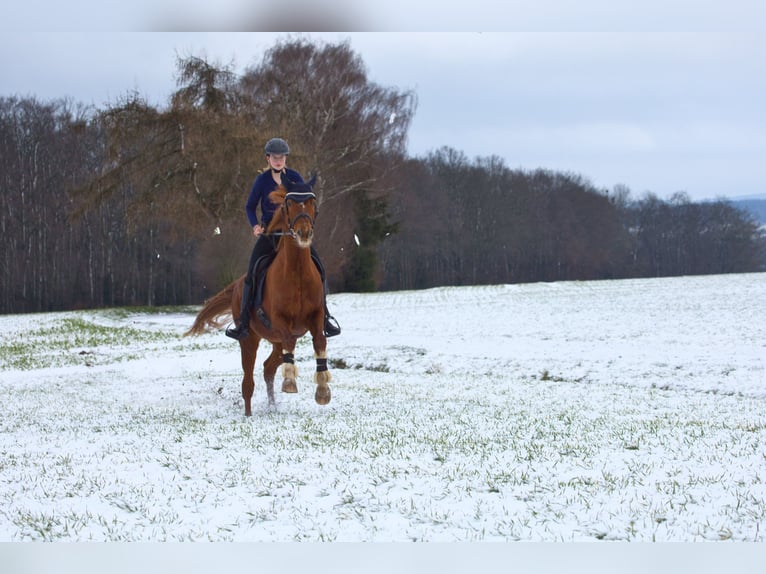 Hannoveraner Stute 15 Jahre 168 cm Fuchs in Rinteln