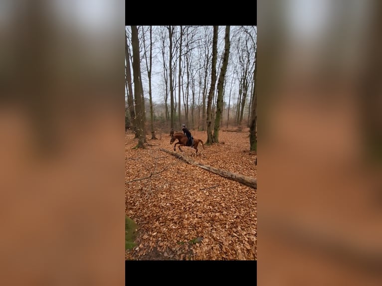 Hannoveraner Stute 15 Jahre 168 cm Fuchs in Rinteln
