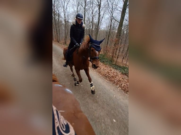 Hannoveraner Stute 15 Jahre 168 cm Fuchs in Rinteln