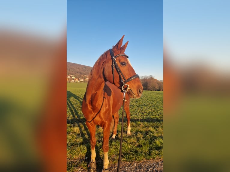 Hannoveraner Stute 15 Jahre 168 cm Fuchs in Rinteln