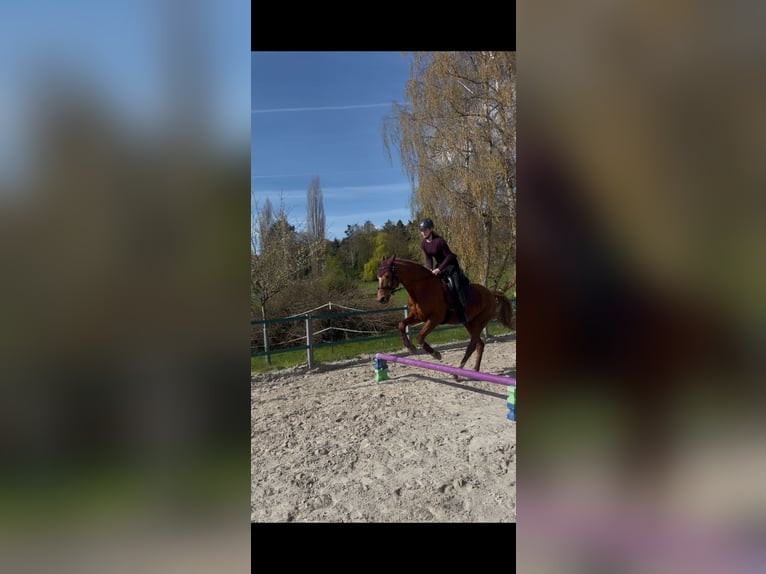 Hannoveraner Stute 15 Jahre 168 cm Fuchs in Rinteln