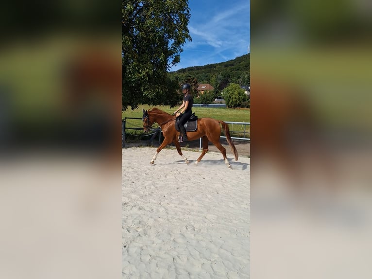 Hannoveraner Stute 15 Jahre 168 cm Fuchs in Rinteln