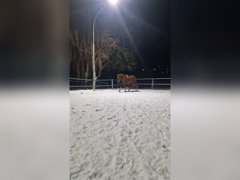 Hannoveraner Stute 15 Jahre 168 cm Fuchs in Rinteln