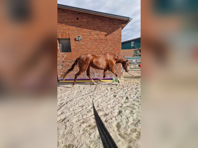 Hannoveraner Stute 15 Jahre 168 cm Fuchs in Rinteln