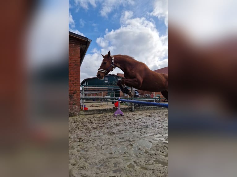 Hannoveraner Stute 15 Jahre 168 cm Fuchs in Rinteln